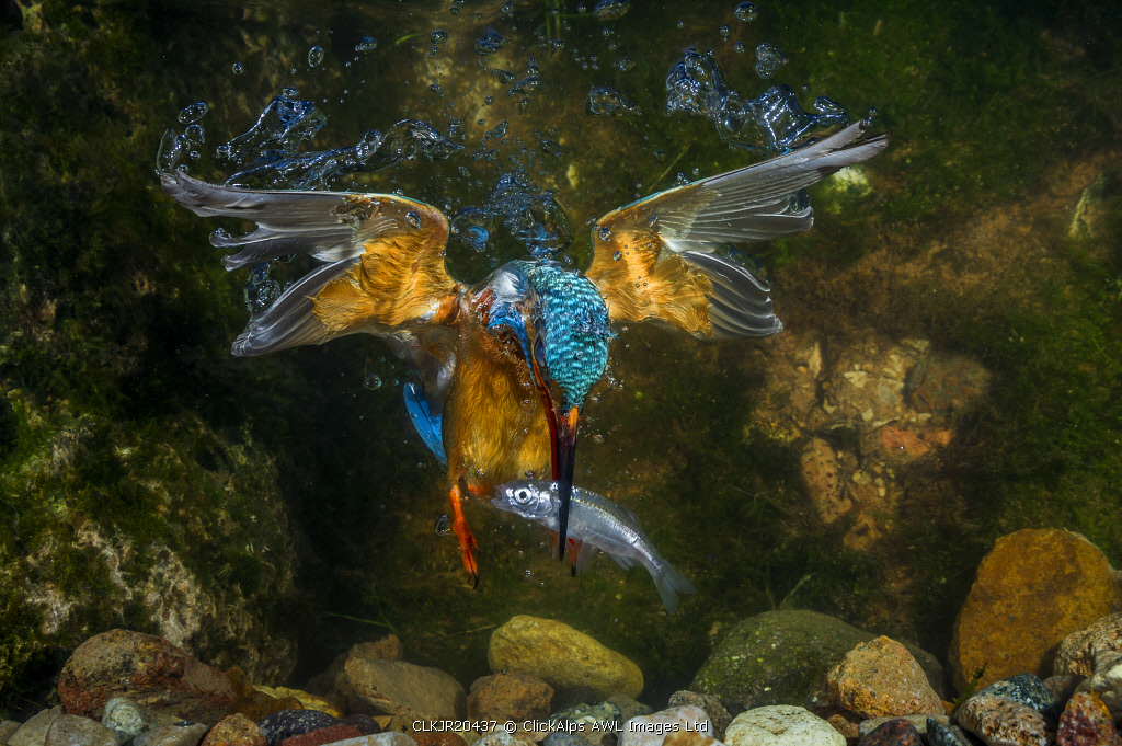 kingfisher hunting a fish underwater