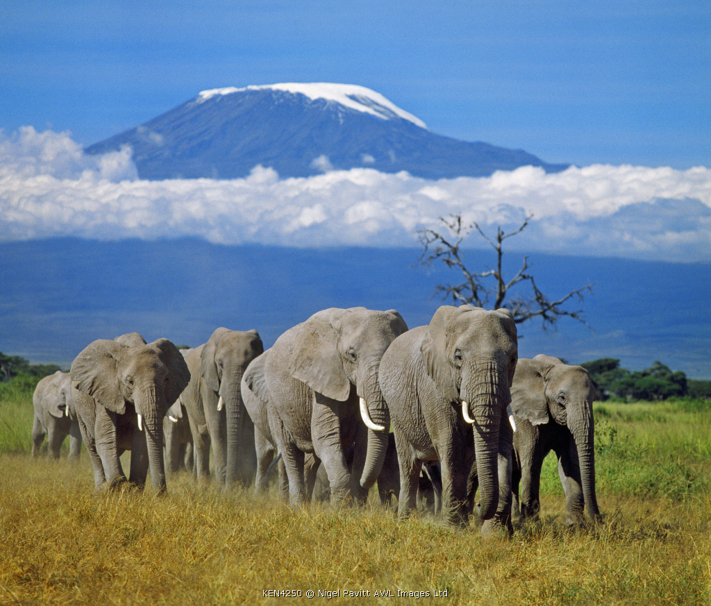 A herd of elephants with Mount Kilimanjaro in the background.