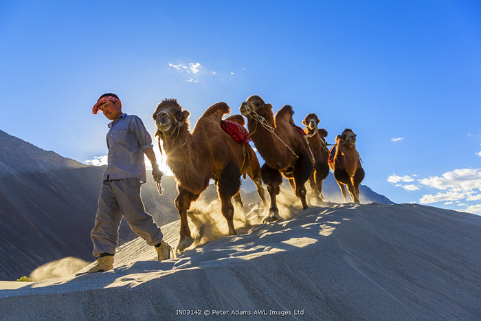 Bactrian or double humped camels, Nubra Valley, Ladakh, India